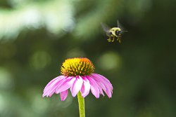 24 30-Jul-13 12-54-27 D800 006